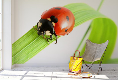 Fototapeta Ladybird 1676